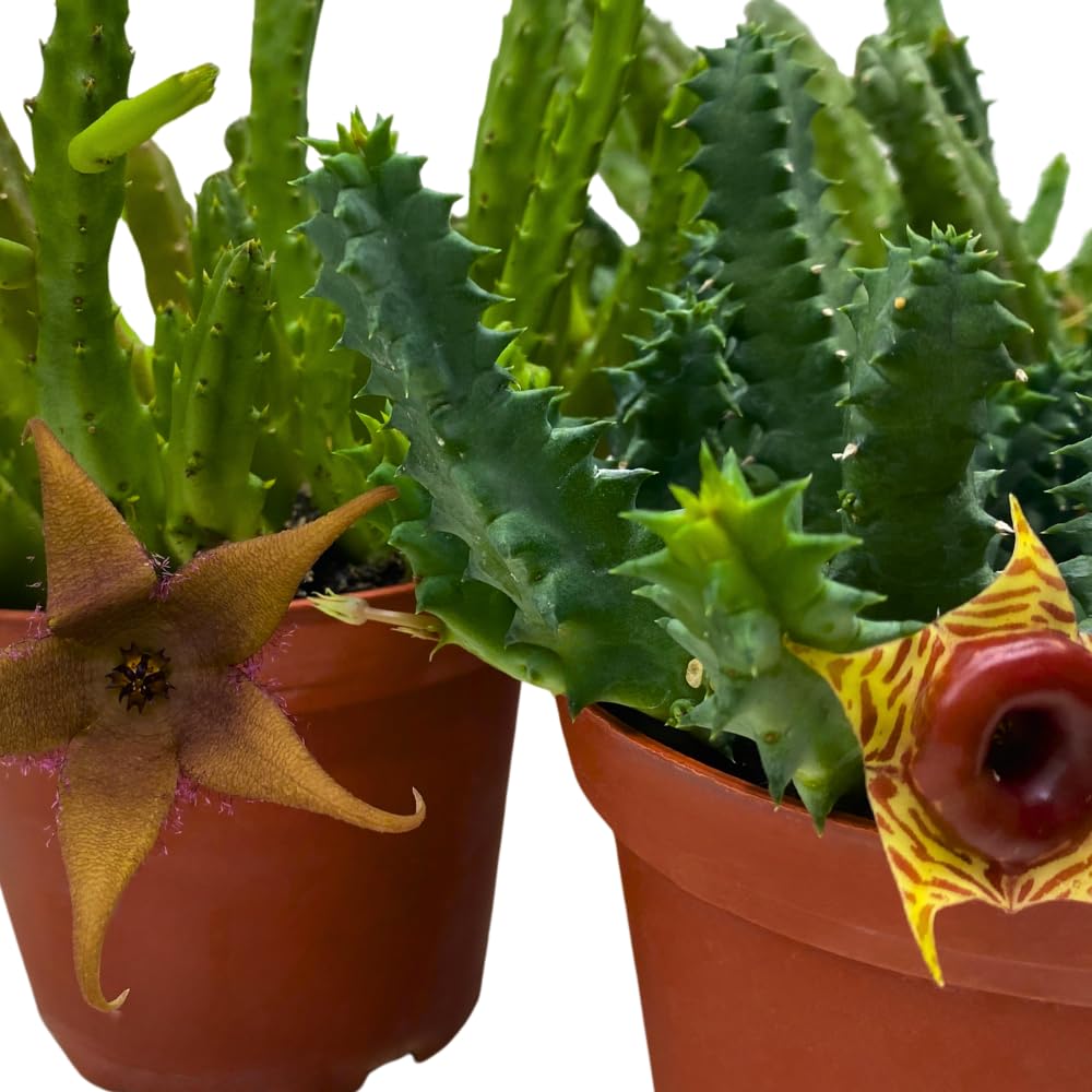 BubbleBlooms Huernia Stapelia Assortment 3 Different stapelias in 4 inch pots Grower's Choice May Include Lifesaver, Red Dragon, Black Bells
