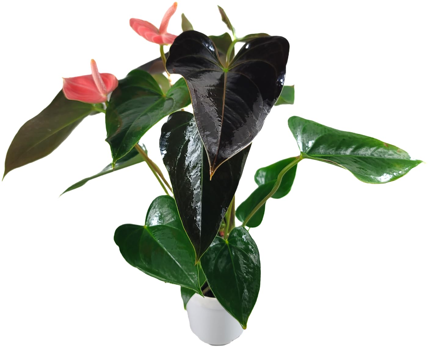 Anthurium Rainbow Champion Plant in 4" Pot - Colorful Blooms - Long-Lasting Blooms and Lush Foliage - Easy-Care Indoor Plant - CA Seller - Air Purifying Plant (Small, 4" Pot)