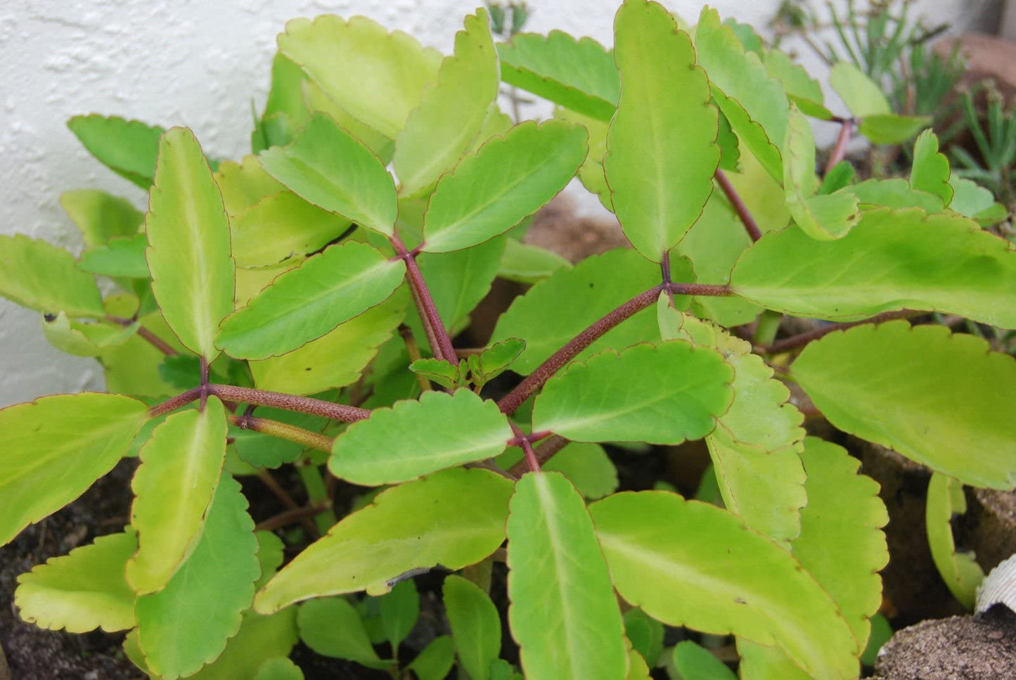 nrg Fresh Seeds - Color KALANCHOE PINNATA Miracle Leaf air Plants Bryophyllum Pinnatum 4" Plant , Succulent, Cactus, for Home and Garden