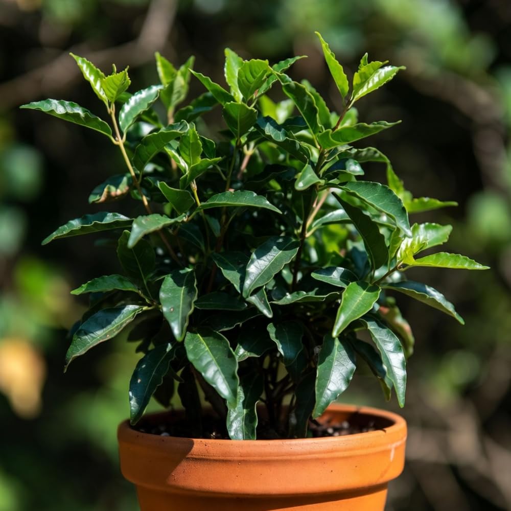 Spicebush Live Plant in Quart Pot, Fragrant Leaves, Hardy Shrub, 8-12 Inches Tall for Outdoor Gardening