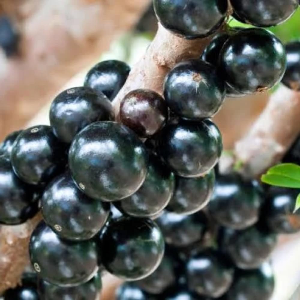 Jaboticaba Tree Live Plant in 3 Gallon Pot, Jaboticaba Sabara, Black Grape Fruit Trees from 2 to 3 Feet Tall for Outdoor Planting, No Ship to CA