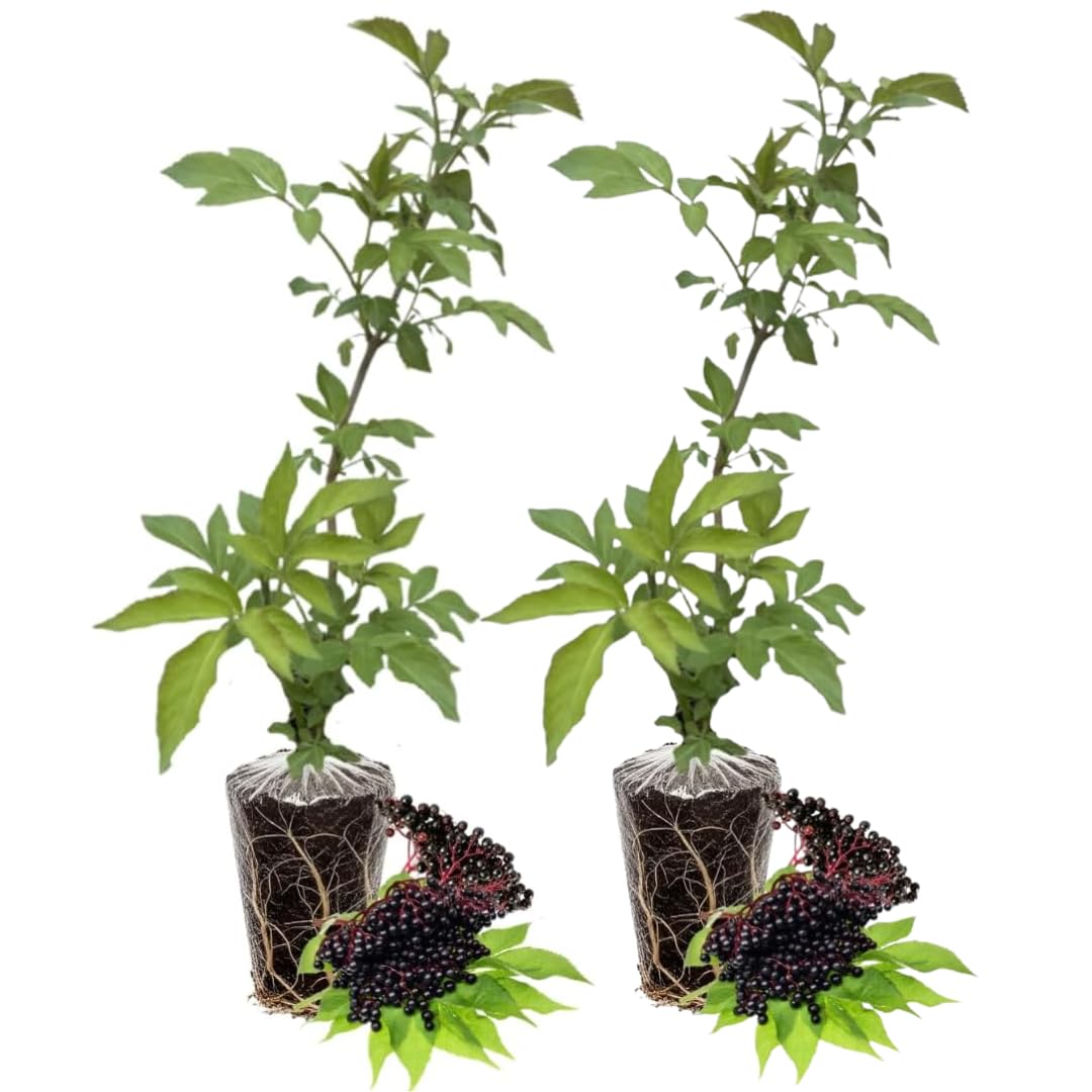 Pack 2 Elderberry Plants Live for Planting, Elderberry Bush Live Plants, 6-12 Inch Tall