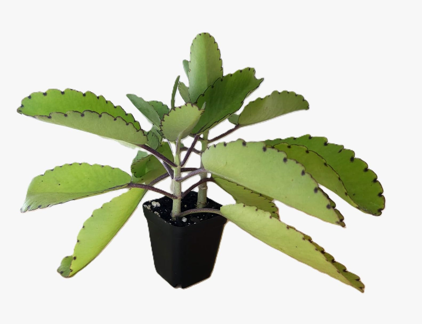 2 Medicinal Kalanchoe Pinnata, Bryophyllum pinnatum, Leaf of Life, Cathedral Bells, Miracle Leaf, Life Plant, Goethe Plant in 2.7" Pot