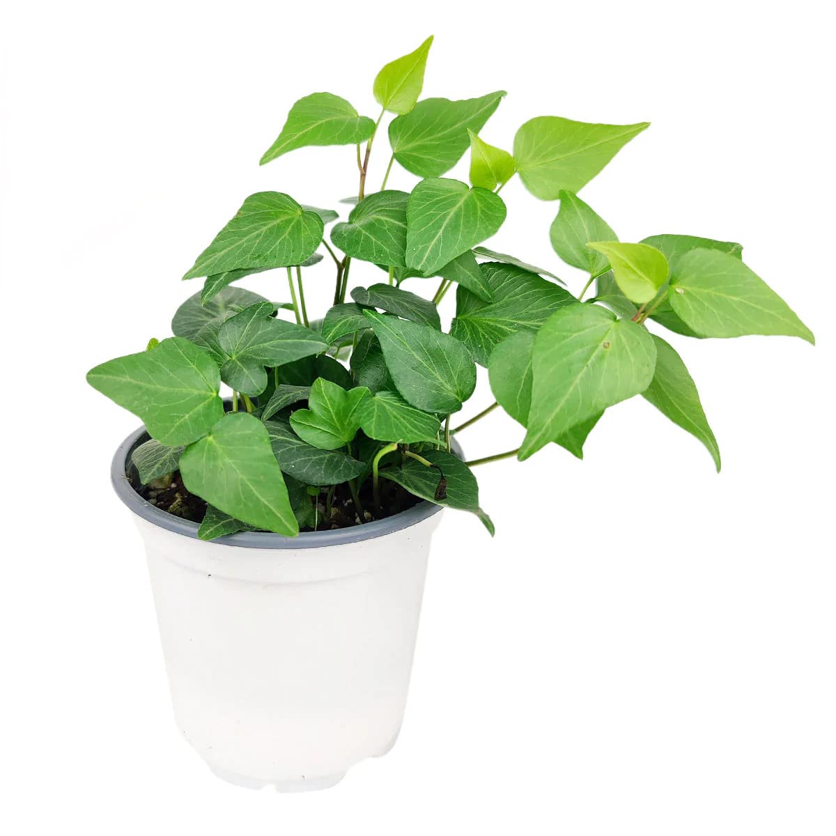 Green Ivy Plant (4" Grower Pot) - Heart-Shaped Green Leaves Houseplant for Home Decoration - Air Purifying, Easy to Grow Houseplant