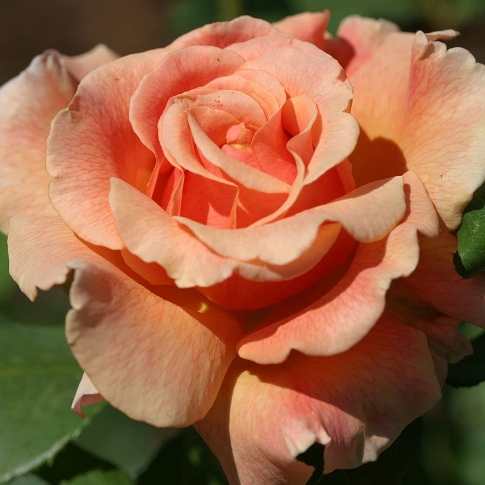 Heirloom Roses Rose Plant - Fragrant Dream Apricot Rose Bush, Hybrid Tea Live Plant for Planting Outdoors
