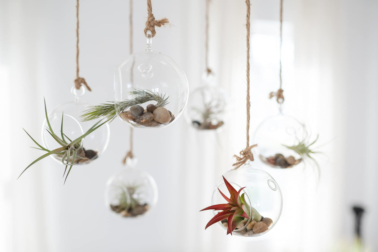 Air Plant Shop 5 Pack Tough Stuff Collection of Tillandsia Air Plants- Wholesale and Bulk - Succulents - Live Tillandsia - Easy Care Indoor and Outdoor House Plants
