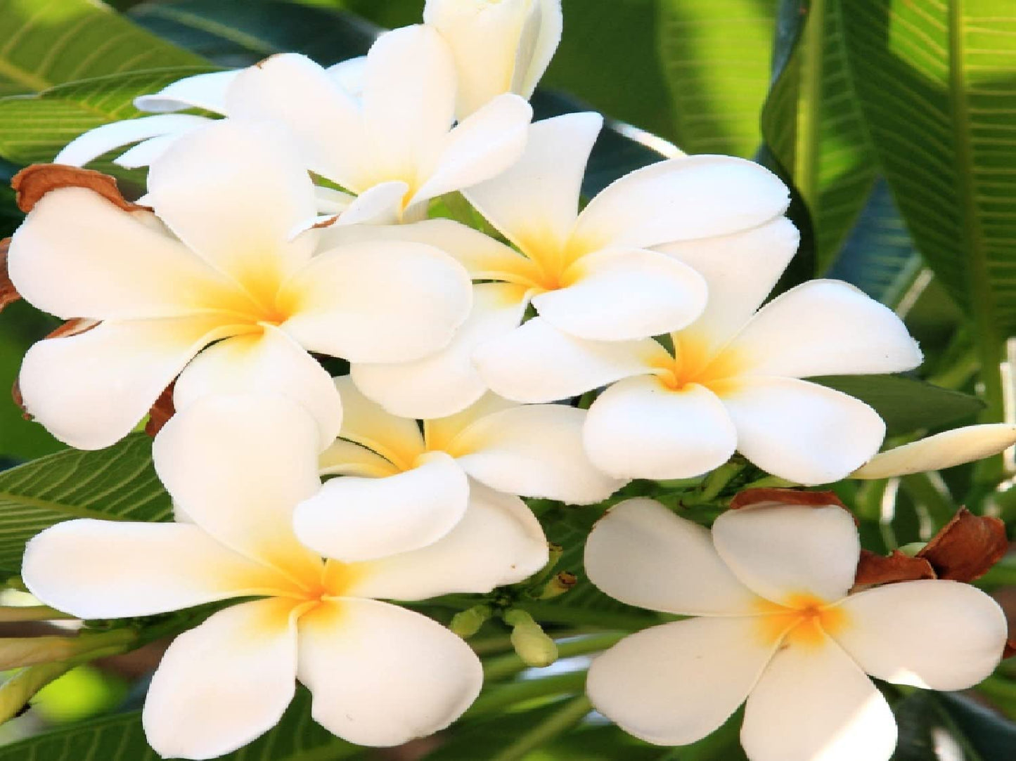 White Plumeria Live Plant - Easy Care Tropical Houseplant with Fragrant Flowers, Hawaiian Indoor Outdoor Plant Cutting for Home Garden