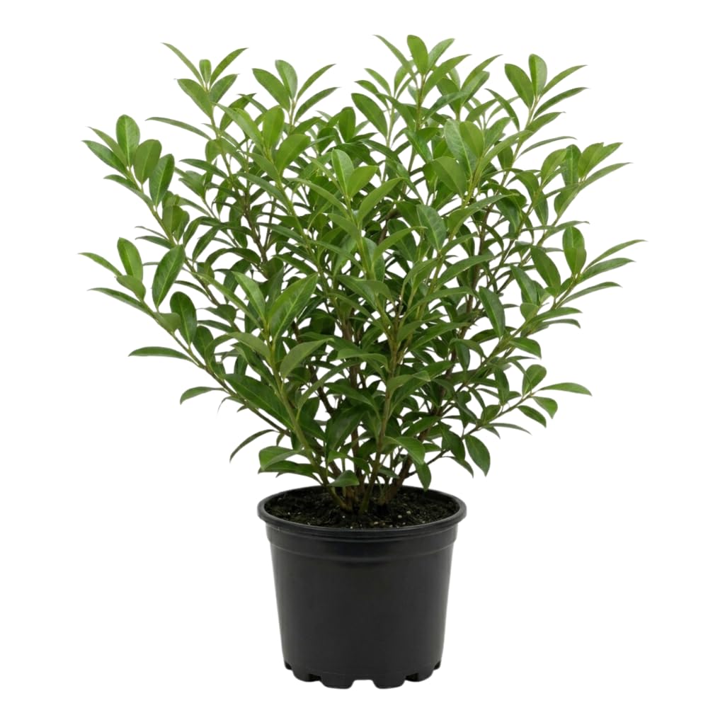 Live Skip Laurel Shrubs Plant, 2.5 Inch Pot Schip Laurel Plant, Easy Care, Hardy, Privacy Shrubs Fast Growing Ready to Plant, Ideal for Garden & Landscape Design