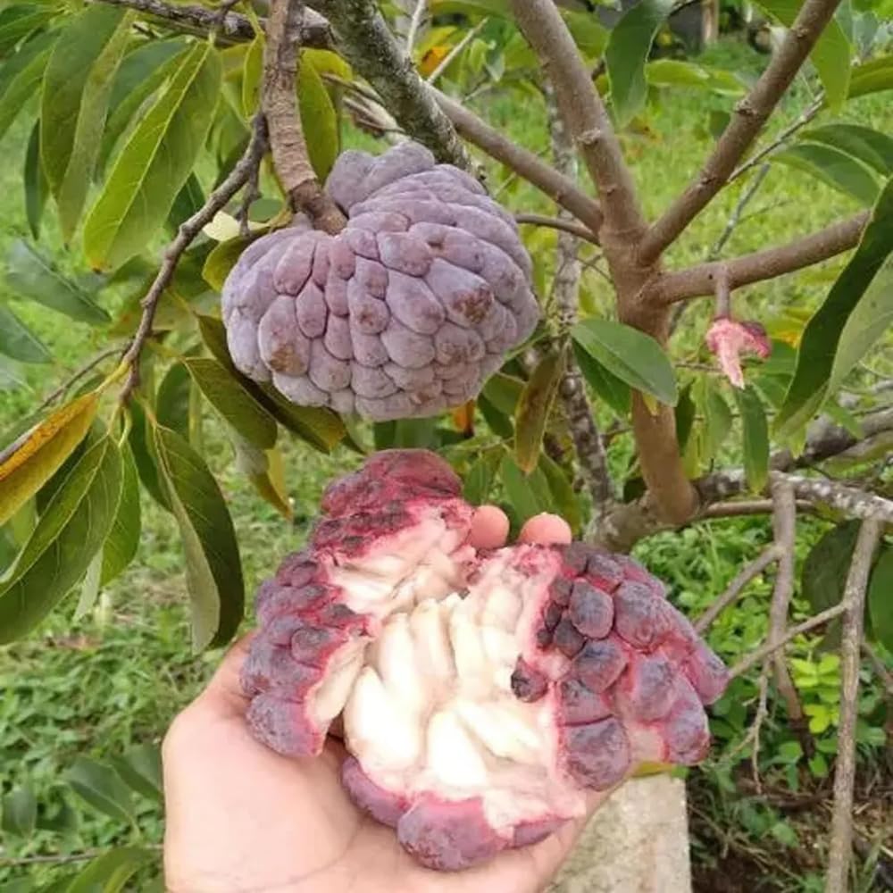 Sugar Apple Tree 2-3 Feet Tall in 3 Gallon Pot, Sweet Tropical Fruit Tree, Backyard and Container Planting, No CA (Red Sugar Apple)