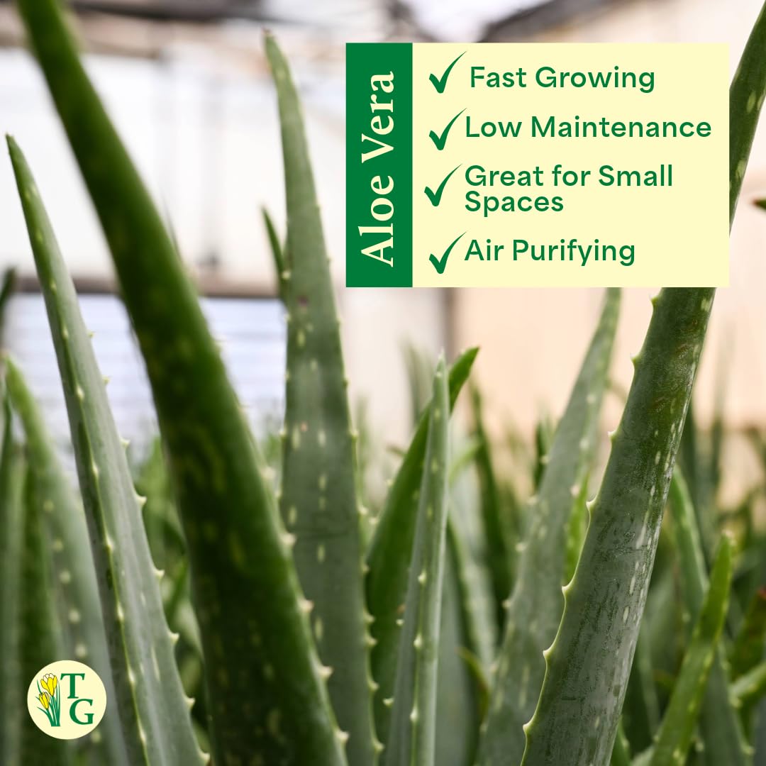 Thorsen's Greenhouse Aloe Vera, Live Indoor Plant, Aloe barbadensis, Easy to Grow, Succulent, Natural Air Purifier, 4" Diameter Pot (Copper)