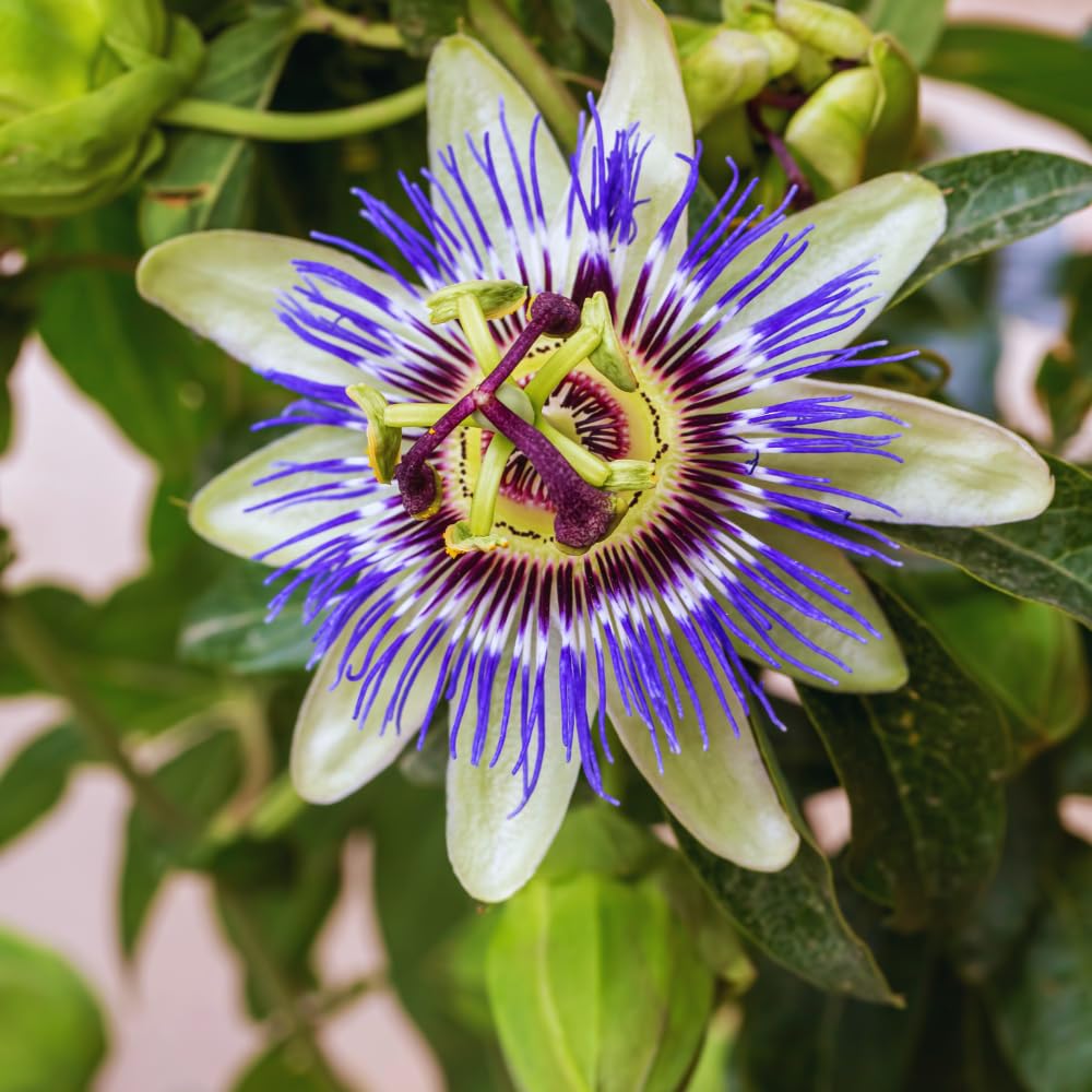 Blue Passion Flower Plant Live, 3 Inc Pot, Passiflora Flowering Vine Live Plant, Easy to Plant