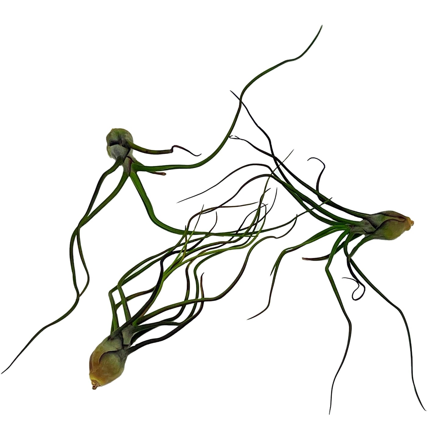 ragnaroc Air Plants - Flowering Tillandsia Bulbosa Guatemala, Large 3-5" - 3ct - Live Arrival Guaranteed - House Plants for Home Decor & Gift