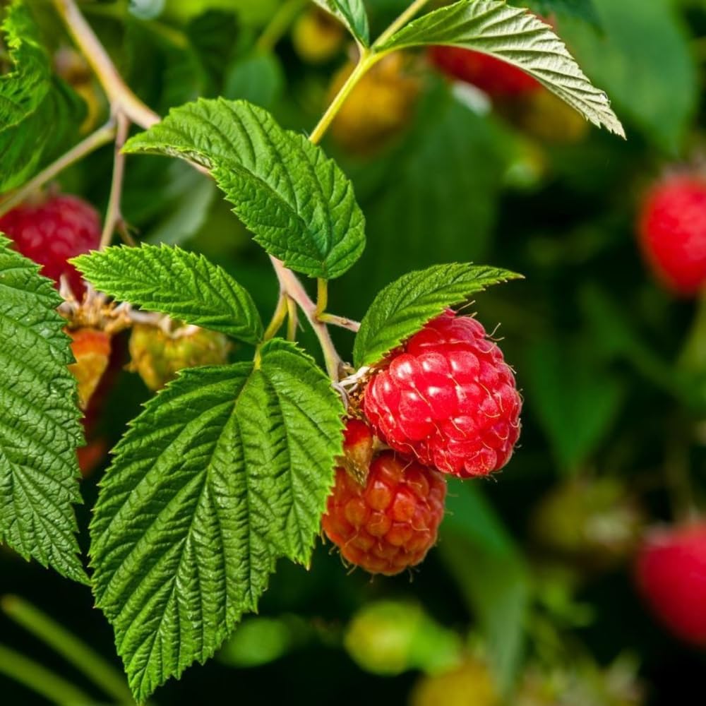 2 Red Thornless Raspberry Plants Live, Sweet Raspberry Bush Shrub to Grow, Well-Rooted 4-8" in Tall, Cold Hardy