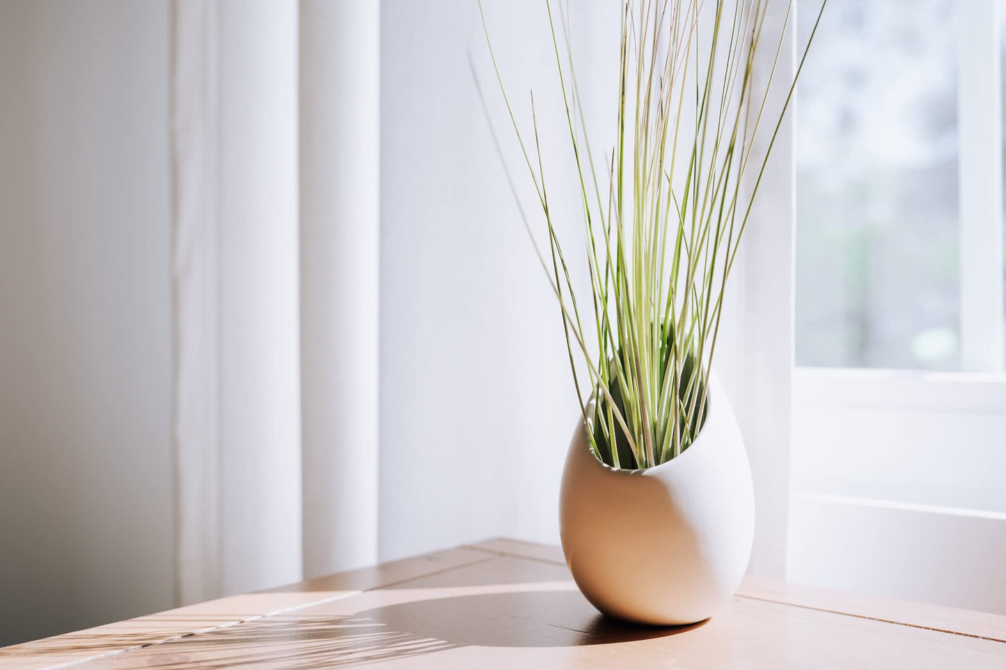 Large Juncea Air Plants 8 to 10 Inches - Live Succulent House Plants - Available in Wholesale and Bulk - Home and Garden Decor - Easy Care Indoor & Outdoor Air Plant (Pack of 1)