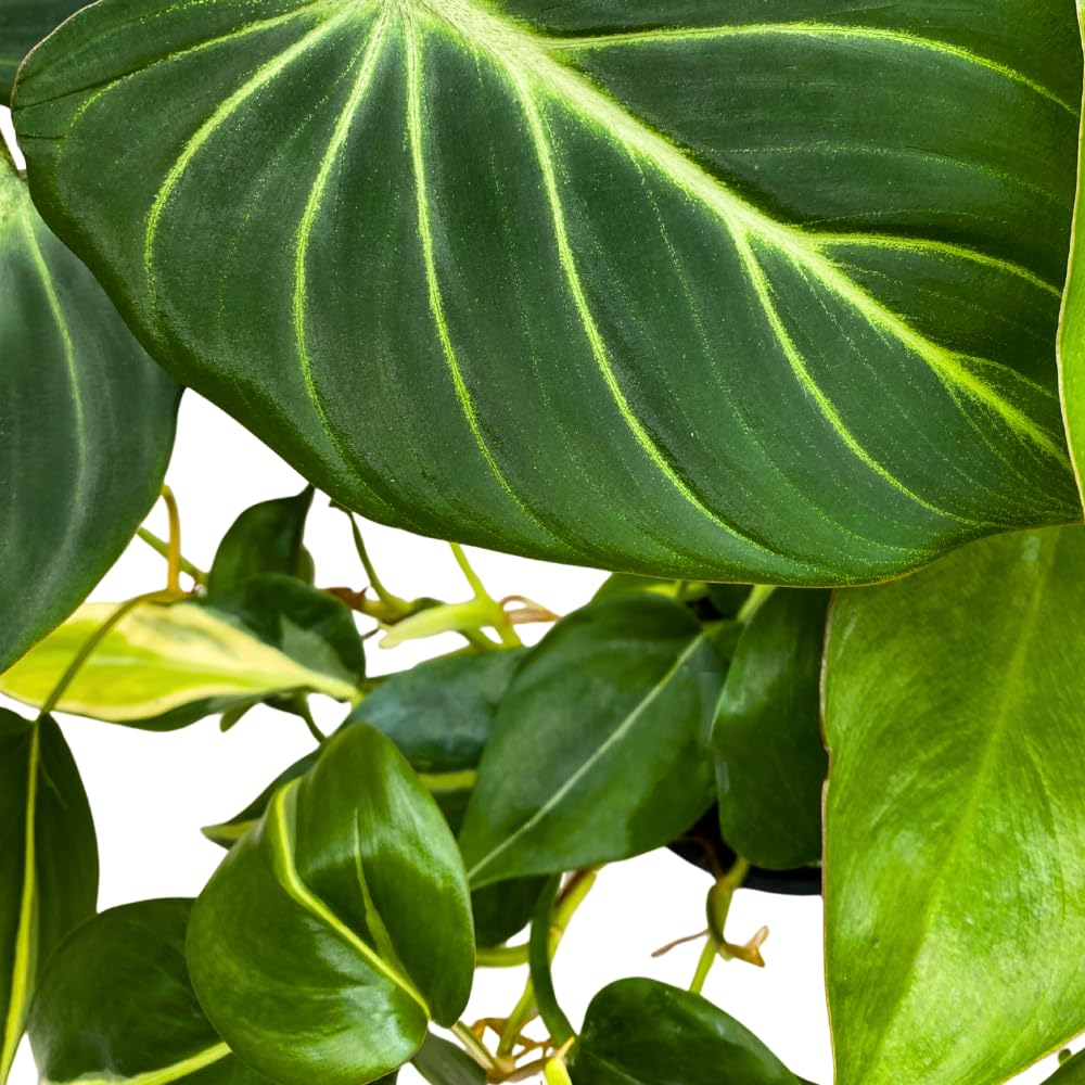 BubbleBlooms Philodendron Assortment Set, 4 inch pots, Set of 3, Indoor Houseplants Grower's Choice Variety