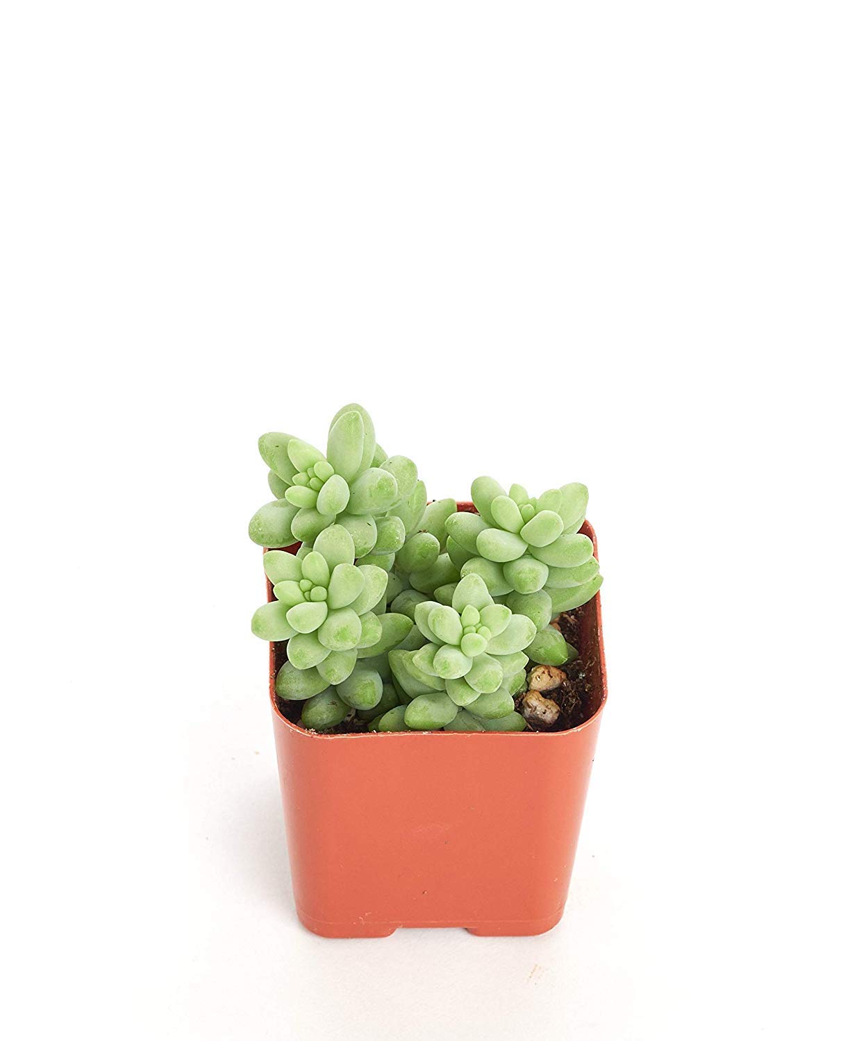 Shop Succulents | String of Succulents Collection | Burrito Sedum/Donkey Tail Live Outdoor/Indoor Hanging Succulent Plant | Fully Rooted in Soil