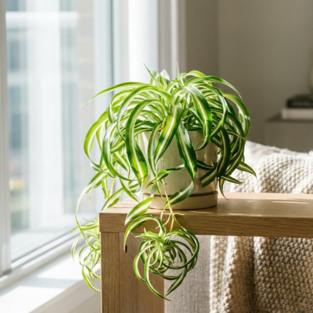 Curly Spider Plant Live Plant in 3.5 Inch Pot, Indoor Houseplant with Curled Leaves, Easy Care Spider Plant for Home Office Decor