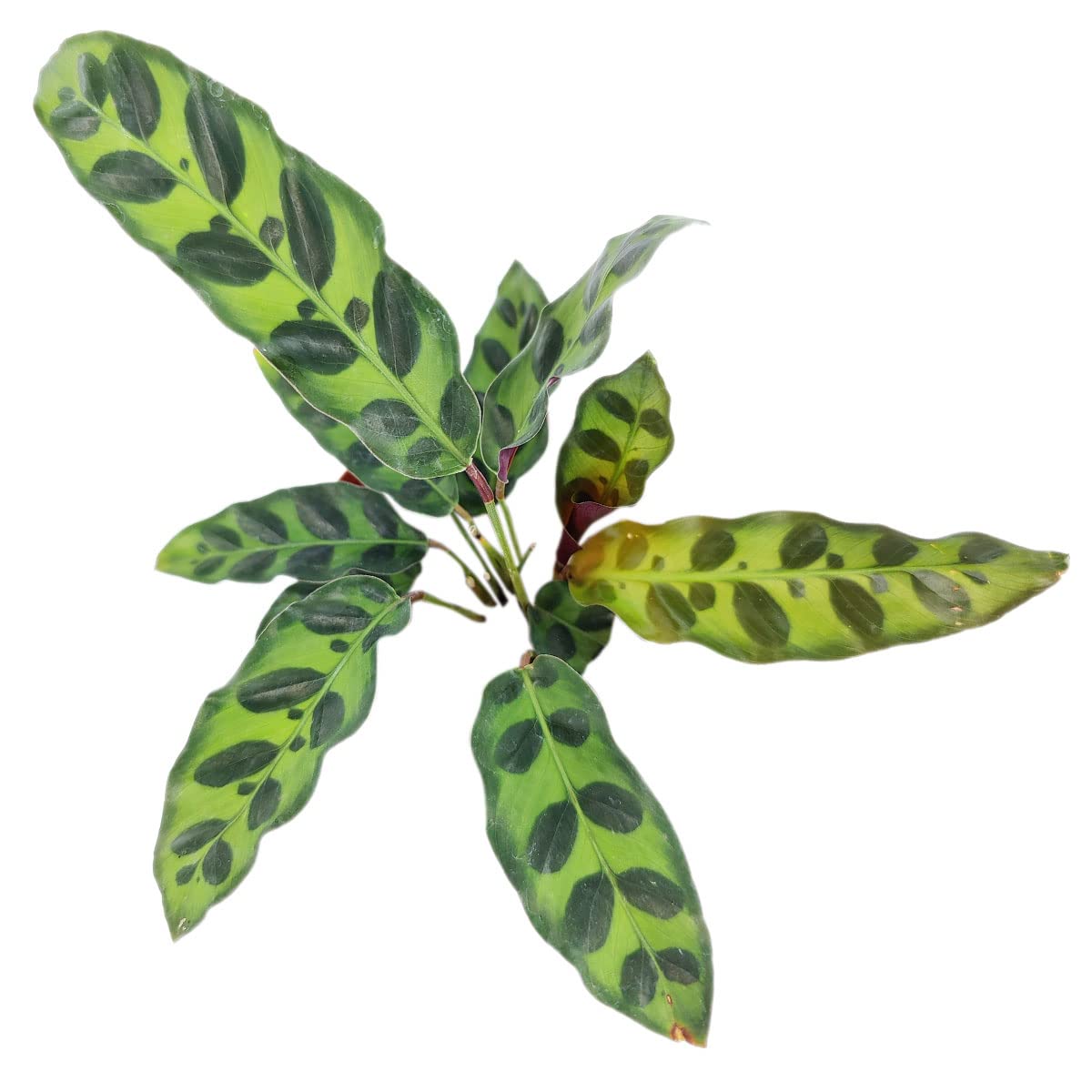 Calathea Lancifolia Rattlesnake Plant (4" Grower Pot) - Healthy Houseplant - Easy Care Indoor Houseplant