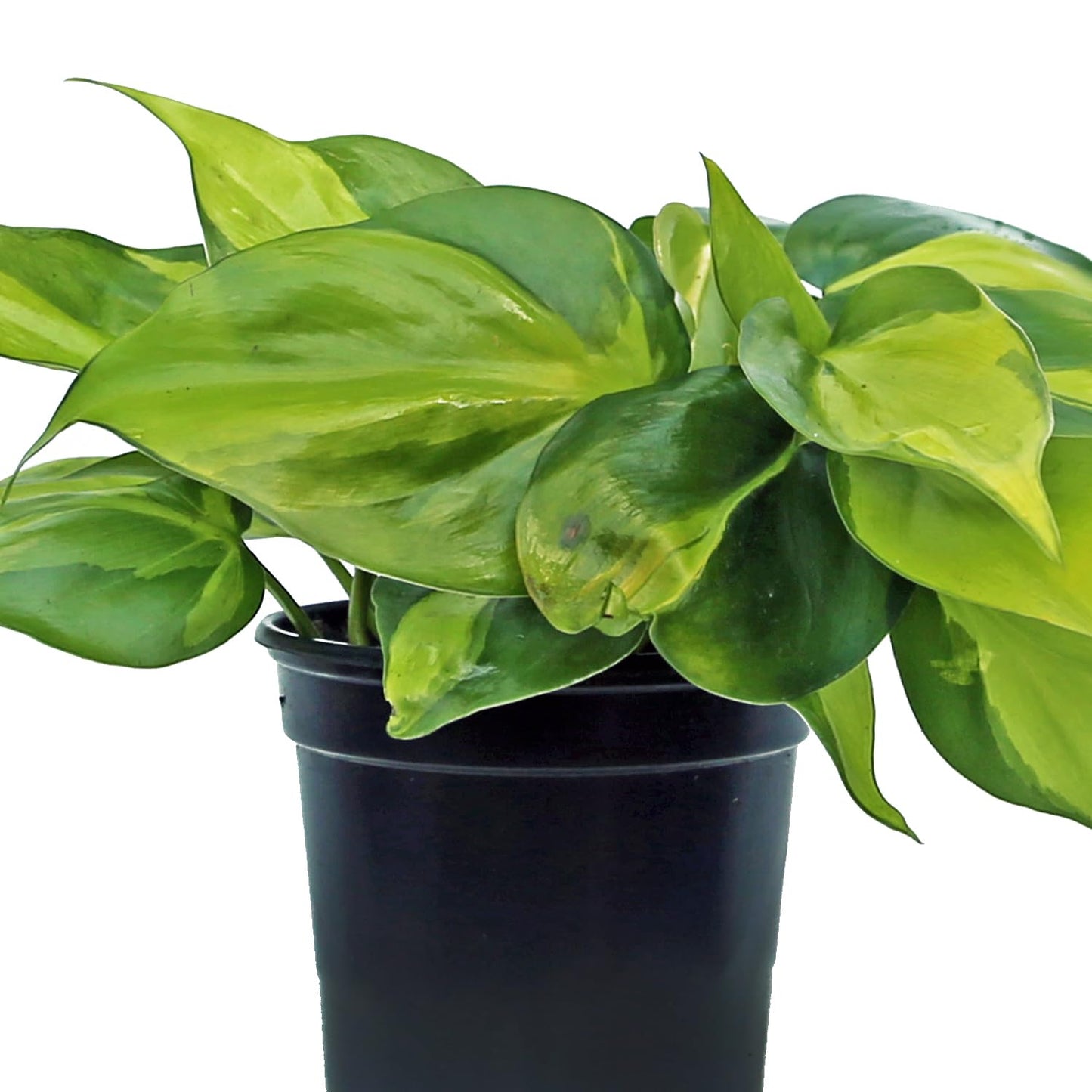 Live Brazilian Philodendron, Variegated Philodendron, Trailing Indoor Potted Plant, Fully Rooted Air Purifier, Couples Gift, Plant Mom Dad Gift, Easy to Grow Houseplant in 4" Pot
