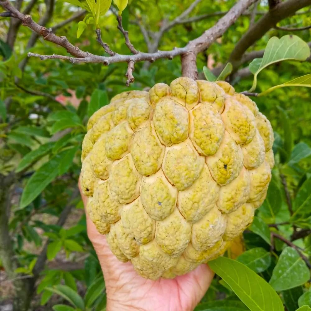 Yellow Sugar Apple Plant Live for Planting 2-3 Feet Tall, 3 Gallon Pot, Annona Squamosa Custard Sugar Apple Tree Live Plant, No Ship to CA