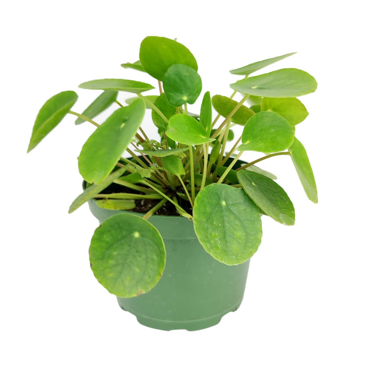 Pilea Peperomioides (4" Grower Pot) - Air-Purifying Bright Light Houseplant - Easy to Care Houseplant Decoration for Office and Apartment