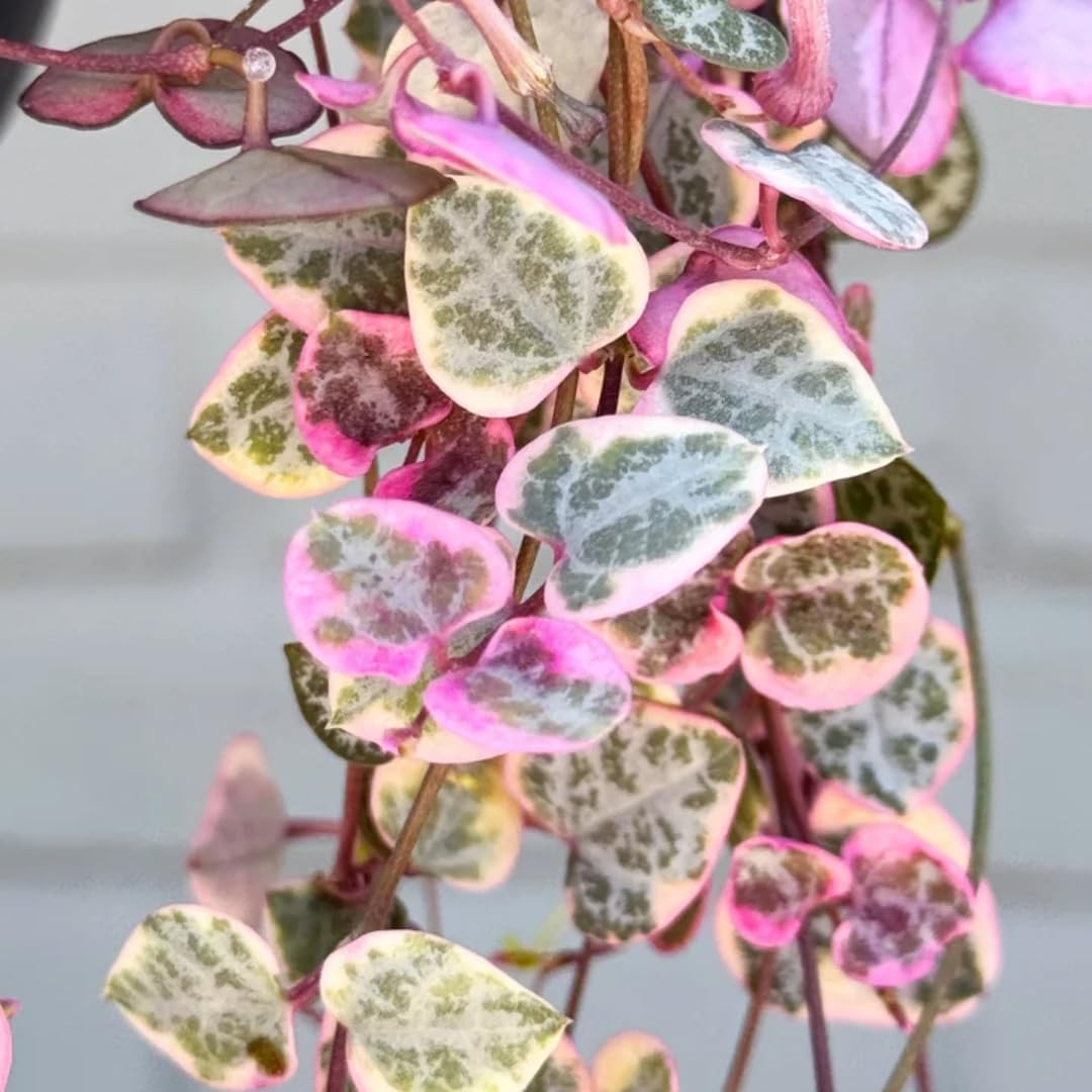Variegated String of Hearts Live Plant in 2" Pot, Trailing Houseplant Indoor Outdoor, Fast-Growing, Indoor Hanging Succulent