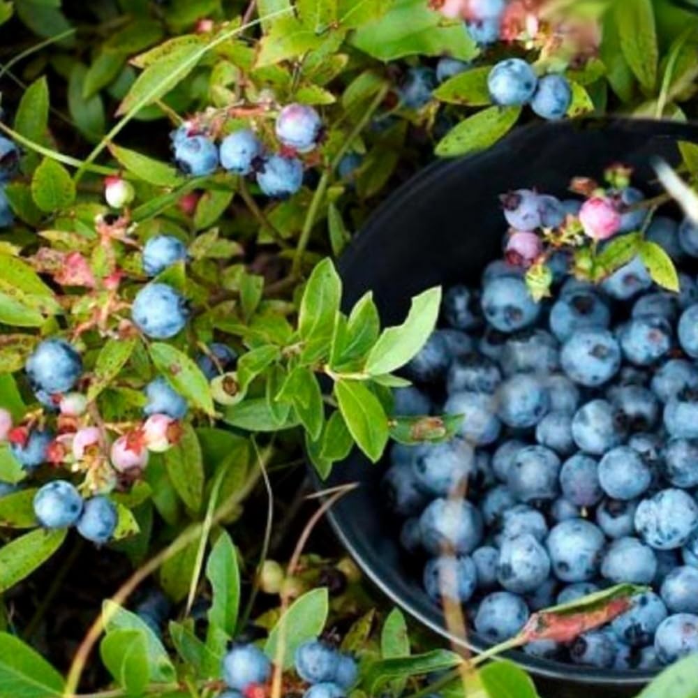 Mixrug 500+ Blueberries Seeds Organic-Heirloom Blueberry Seeds Non GMO Fruit Tree Seed-Dwarf Blue Berries Heirloom Berry Seed Easy to Grow for Planting Outdoors