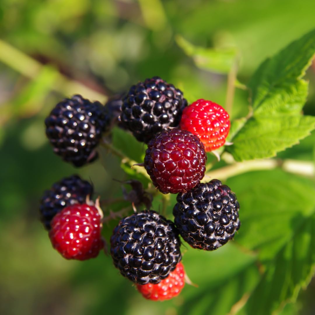 'Tahi' Black Raspberry Plant - Thornless Black Raspberry Plants - Live Plants (1)