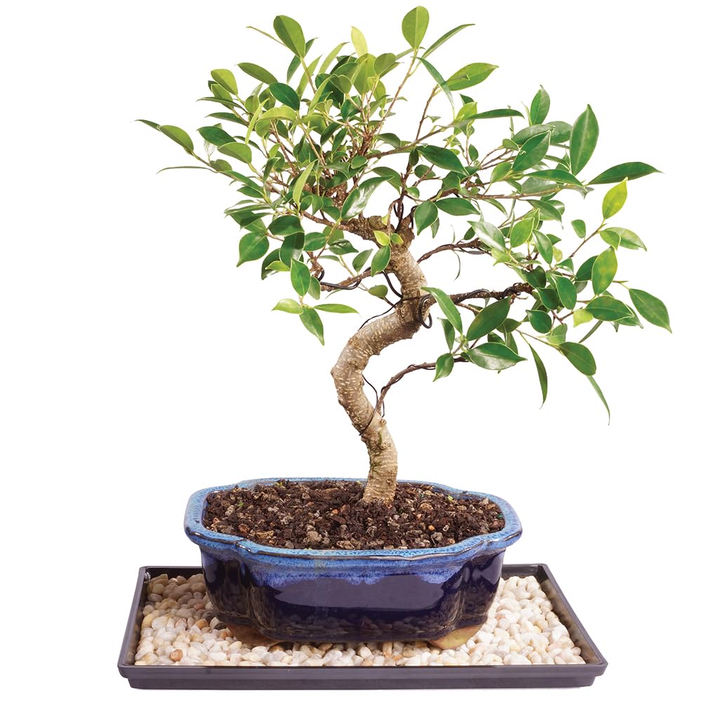 Brussel's Bonsai - Live Golden Gate Ficus Bonsai Tree with Ceramic Bonsai Pot & Humidity Tray, Indoor Bonsai Plant, 10 Years Old, 16-20 Inches Tall, Easy Care Houseplant for Home or Office (Large)