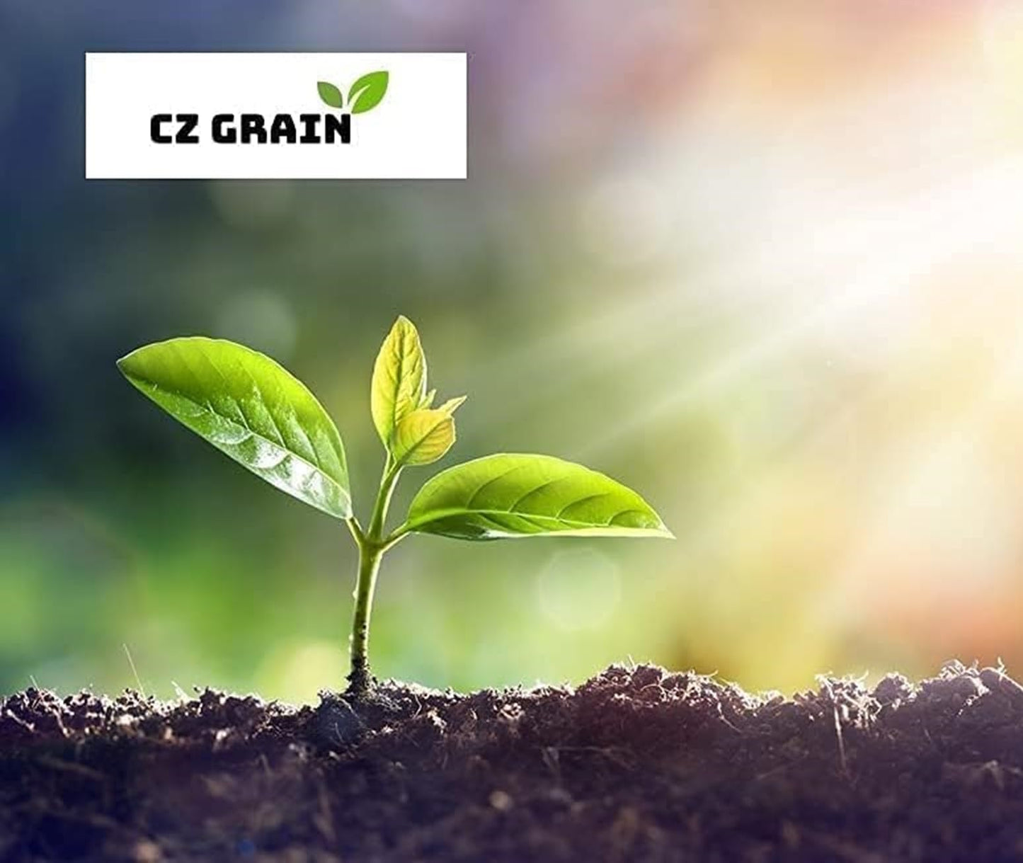 Bulk Black Walnut Tree Live Plant | Live Fruit Bearing Tree Seedlings - Make a Walnut Forest, Wood is Highly Valued, 30 Years to Harvest (50 Blak Walnut Seedlings)