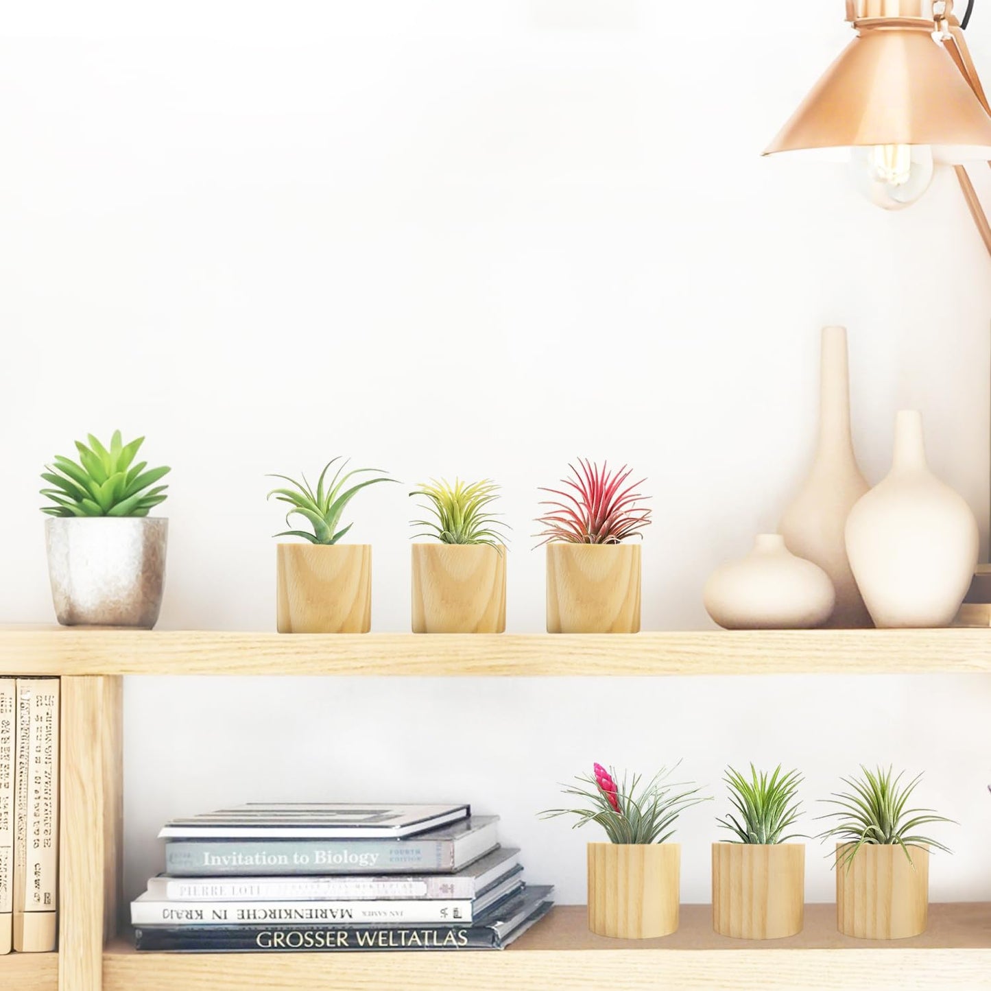 Belit 6 Pcs Air Plant Holder, Large Wooden Air Plants Live Holders for Home Decor (NO Plant Included)