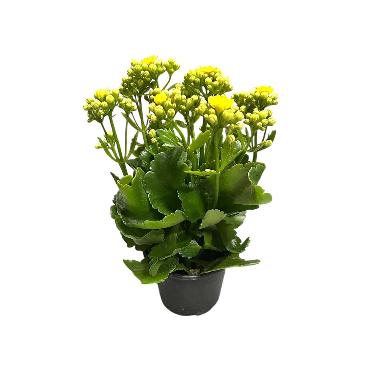 Kalanchoe Live Succulents Plants, Live Flowers, Kalanchoe Plant, Yellow, Rare Easy Care Indoor Plant, in 4.5 inch Pot