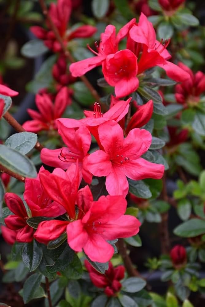 Dwarf Autumn Fire Encore Azalea – Compact Reblooming Shrub with Bright Red Flowers for Borders, Containers & Landscapes (3 Gallon/Potted/Single Plant)