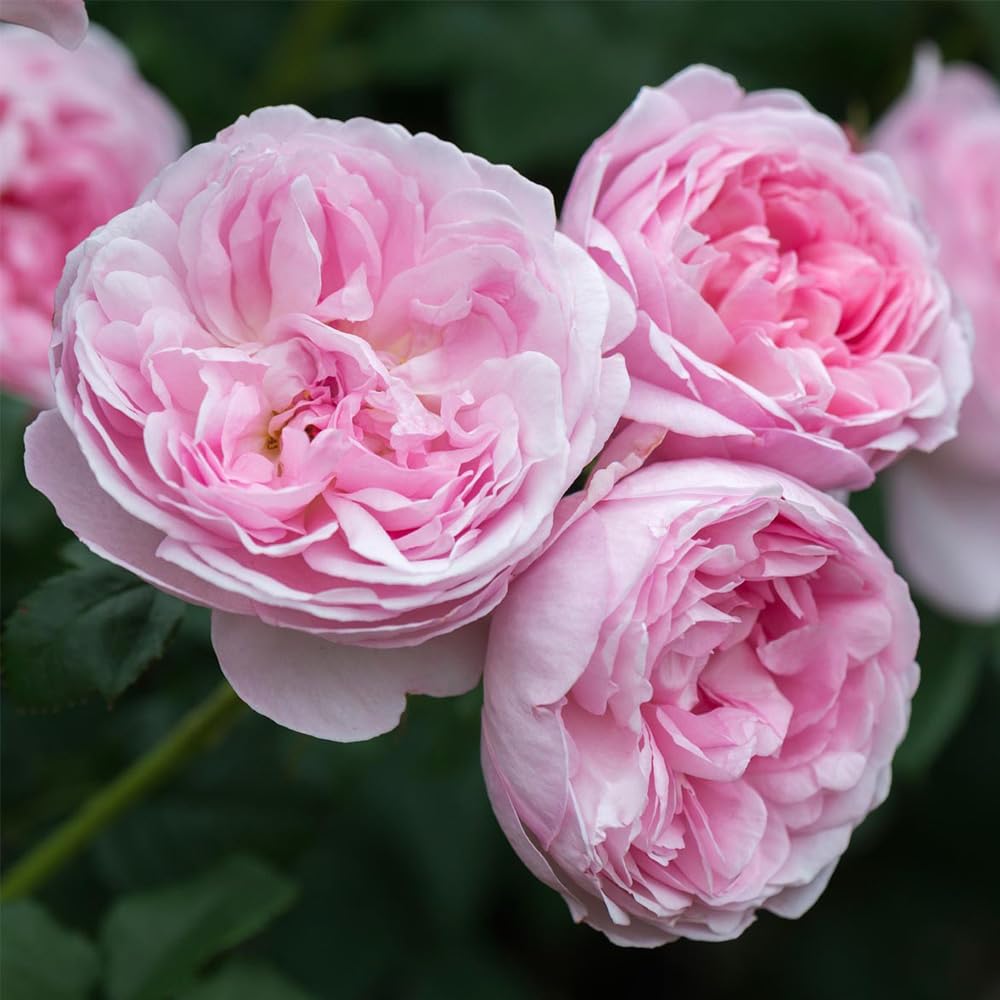 Heirloom Roses David Austin Rose Plant - Scepter'd Isle® Pink Rose Bush, English Roses Live Plant for Planting Outdoors