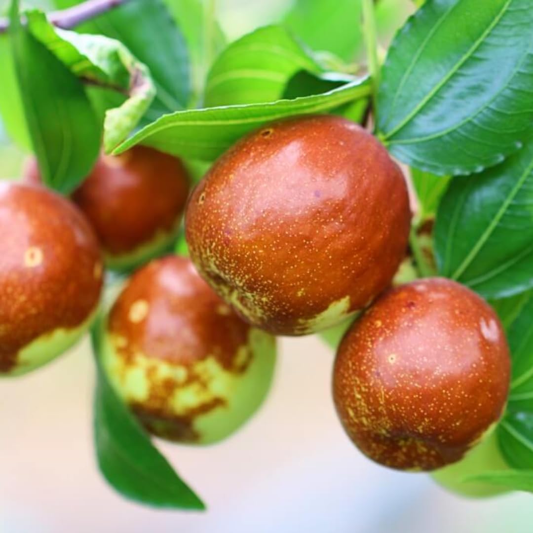 9 Months Old Li Jujube Tree Live Plant, 10-14 Inches Tall for Planting, Ready to Bear Fruit Within 1-3 Years, Dormant in Winter