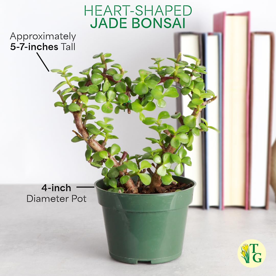 Thorsen's Greenhouse, Heart-Shaped Jade Bonsai Plant, Live Indoor Plant, Gift, Succulent Plant, 4-inch Diameter Pot (Sage)