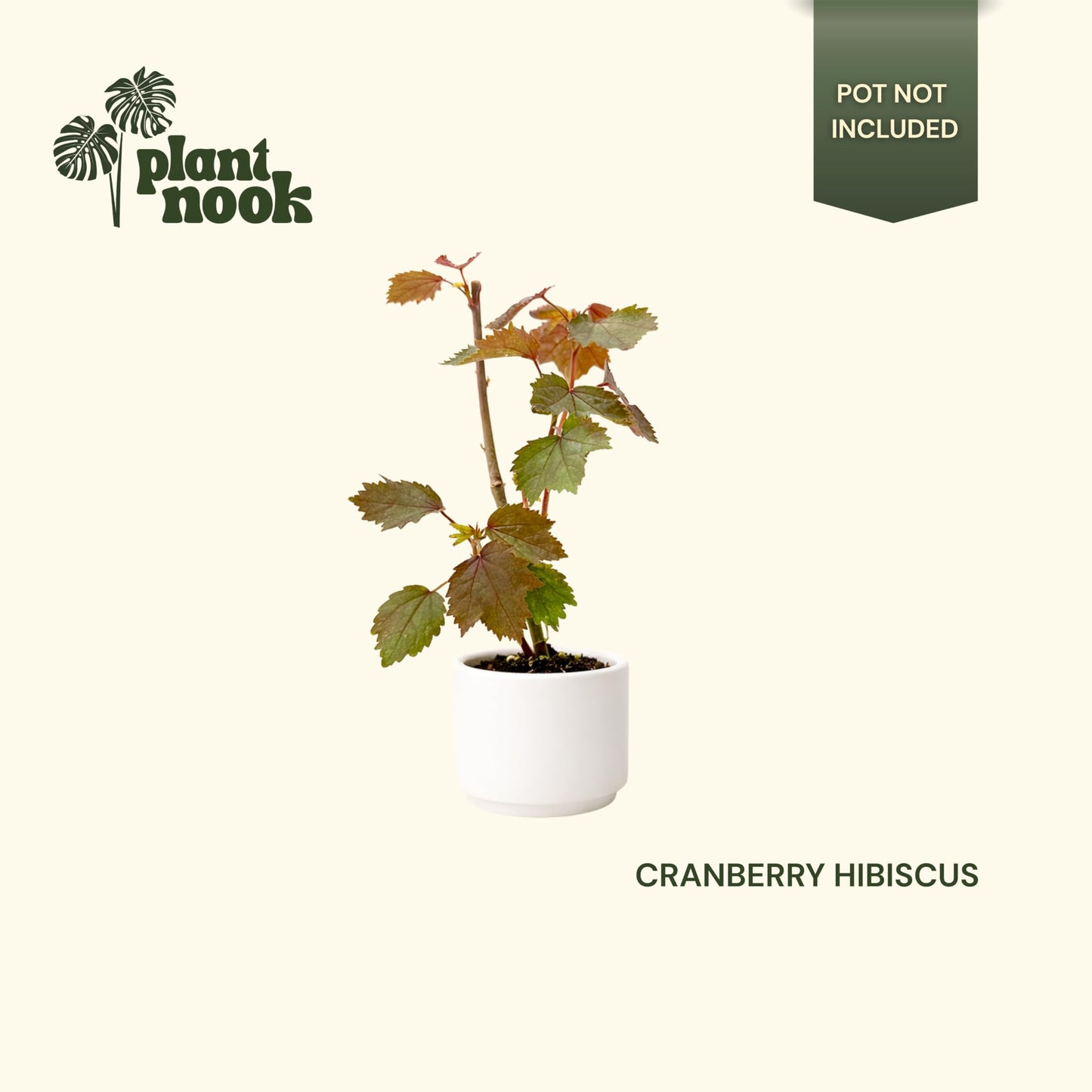PLANT NOOK Cranberry Hibiscus (Hibiscus acetosella) Live Plant Starter | Deep Burgundy Red Foliage, Edible Tart Leaves | Container Friendly, Full Sun to Partial Shade | Pollinator Garden Plant