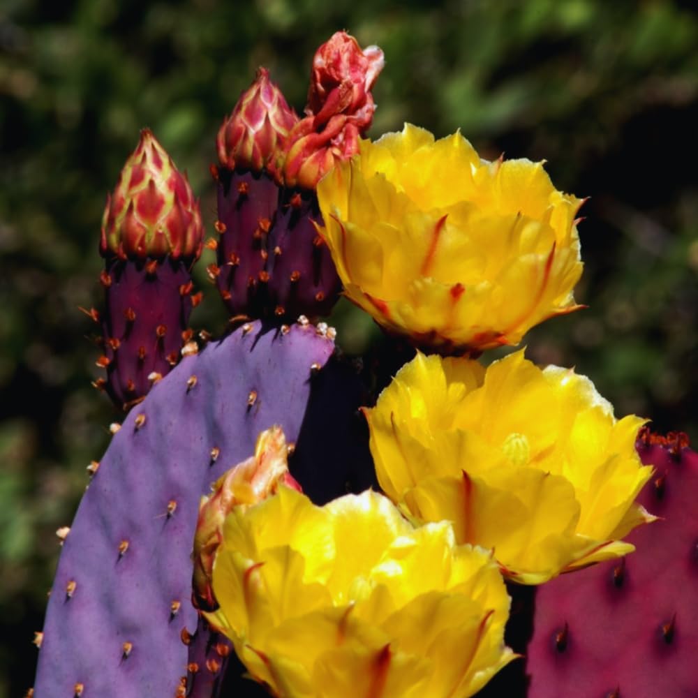 Purple Prickly Pear Cactus Plant Live, 3 Inc Potted, Succulents Plant Live, Live Prickly Pear Cactus Plant
