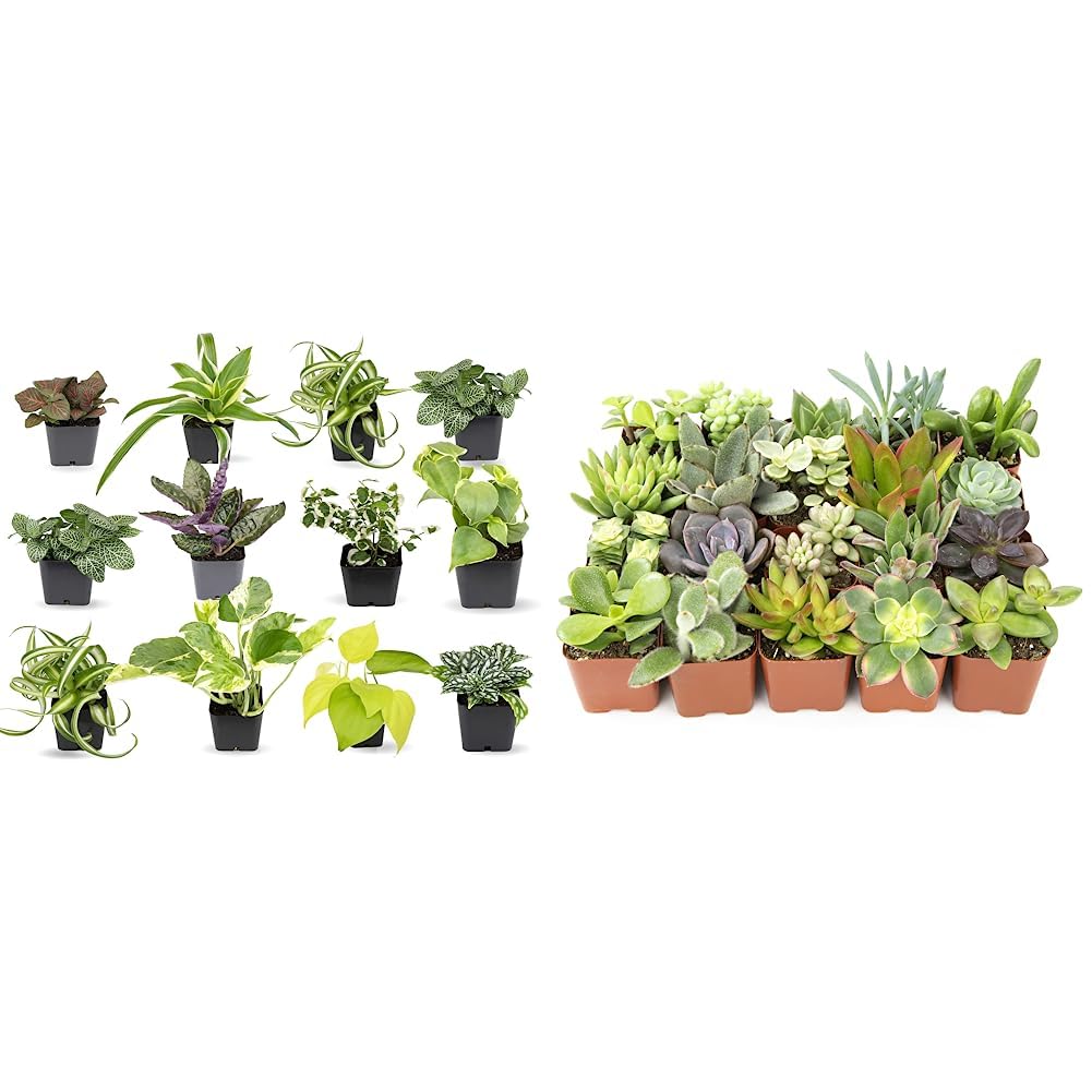 Plants for Pets Easy to Grow Houseplants (12 Pack) & Altman Plants Live Succulent Plants (20 Pack) - Indoor Plants in Plant Pots