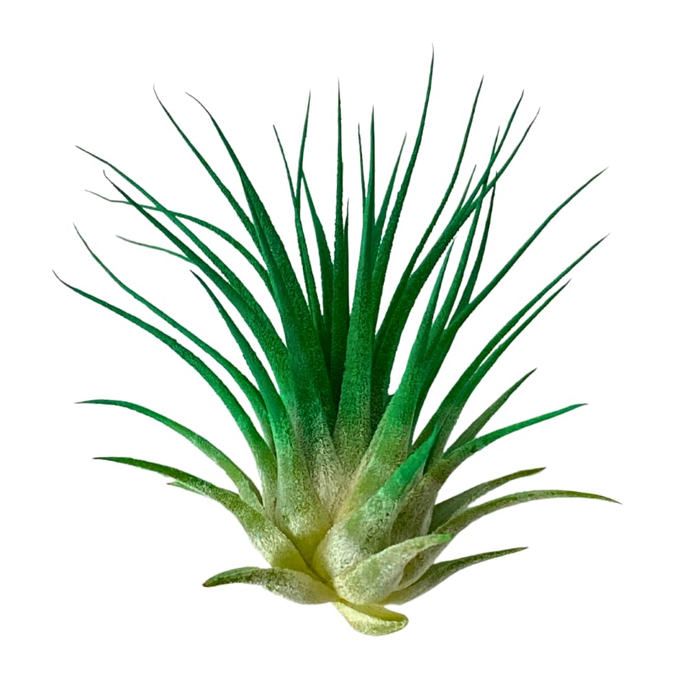 Christmas Air Plants, Set of 3, Ionantha Guatemala Tillandsia Holiday Plant, Live Airplant, Healthy Arrival Guaranteed, Great Indoor Plant, Air Purification, Easy Care, Home & Garden (Red Green White)
