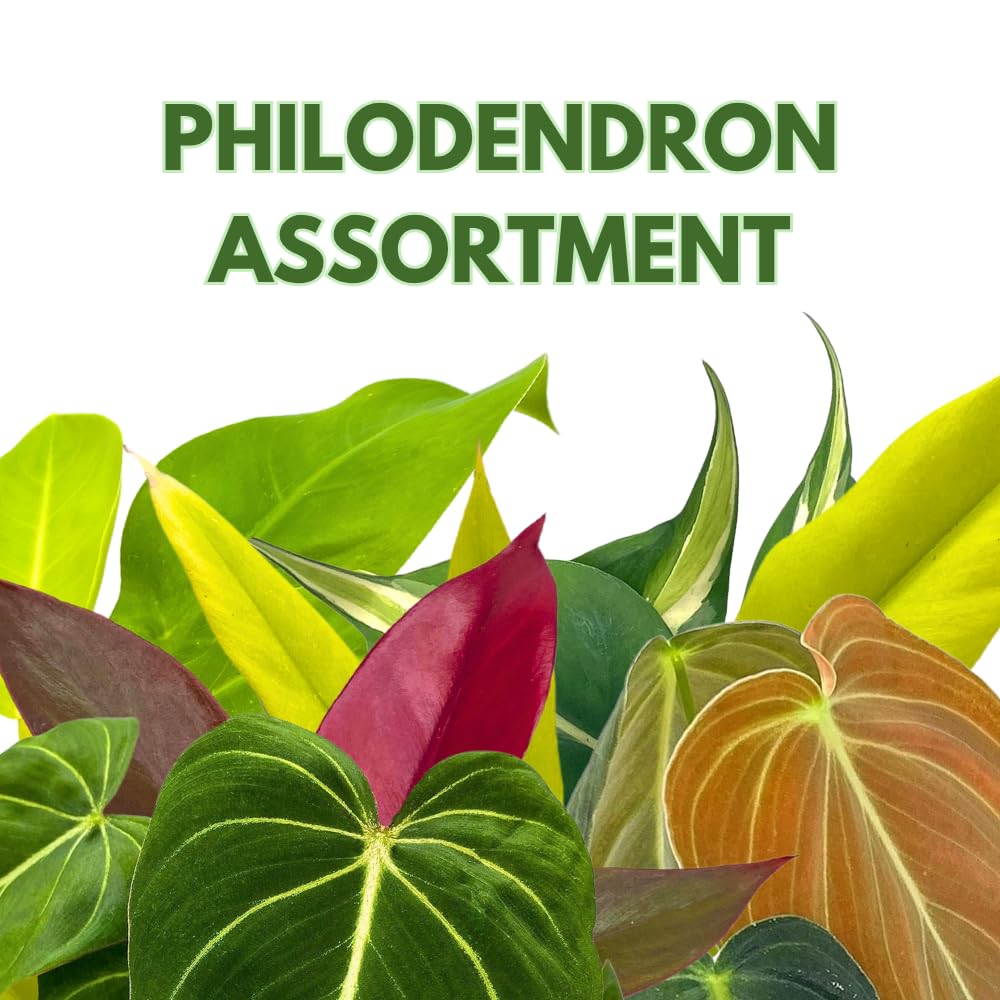 BubbleBlooms Philodendron Assortment Set, 4 inch pots, Set of 3, Indoor Houseplants Grower's Choice Variety