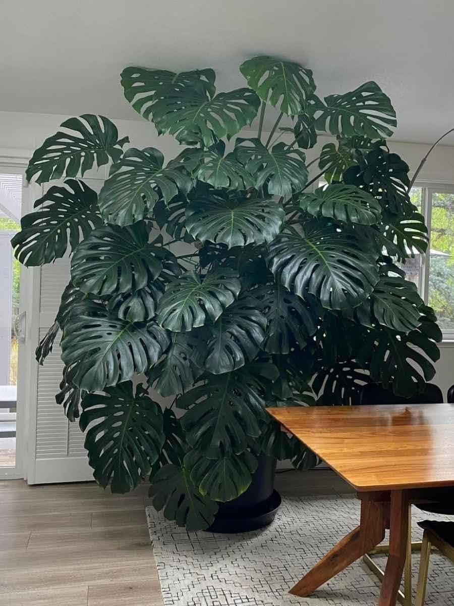 RedCrocus - RedCrocus Swiss Cheese Plant Monstera deliciosa - Indoor Tropical Foliage, Office Decor, Plant Lover Gift 12" Pot