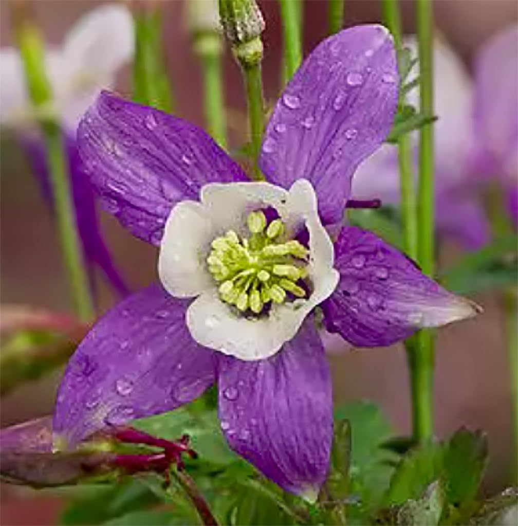2800 Blue Dream Columbine Seeds - A Favorite Perennial Wildflower and State Flower of Colorado