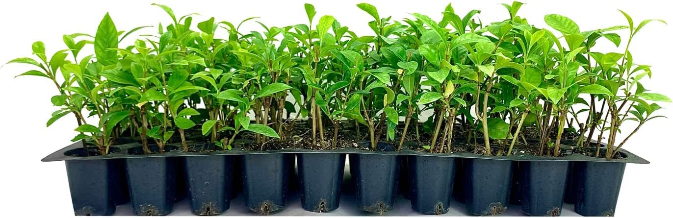 August Beauty | 3 Live Plants | Gardenia Jasminoides | Fragrant Blossoms, Evergreen Shrub, Indoor Outdoor Plant, Ideal for Landscaping, Low Maintenance, Beautiful White Flowers