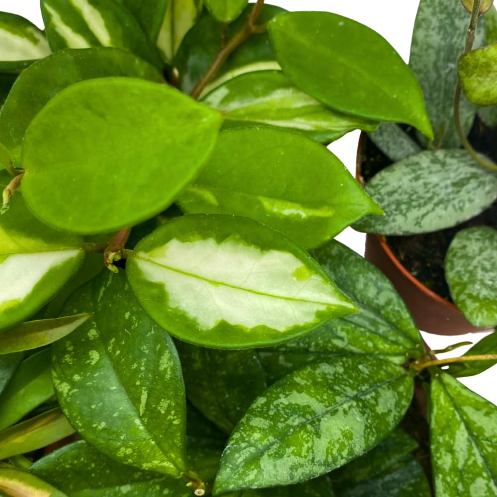 BubbleBlooms Premium Hoya Assortment Set 5 Different Premium Hoyas in 4 inch pots