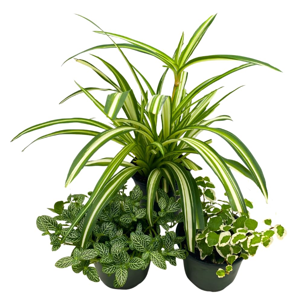 BubbleBlooms White House Plants Foliage Assortment Set of 3 in 4 inch pots