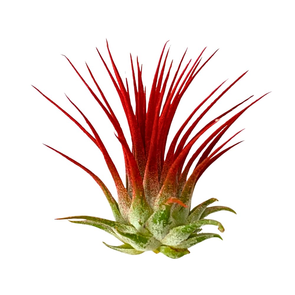 Christmas Air Plants, Set of 3, Ionantha Guatemala Tillandsia Holiday Plant, Live Airplant, Healthy Arrival Guaranteed, Great Indoor Plant, Air Purification, Easy Care, Home & Garden (Red Green White)