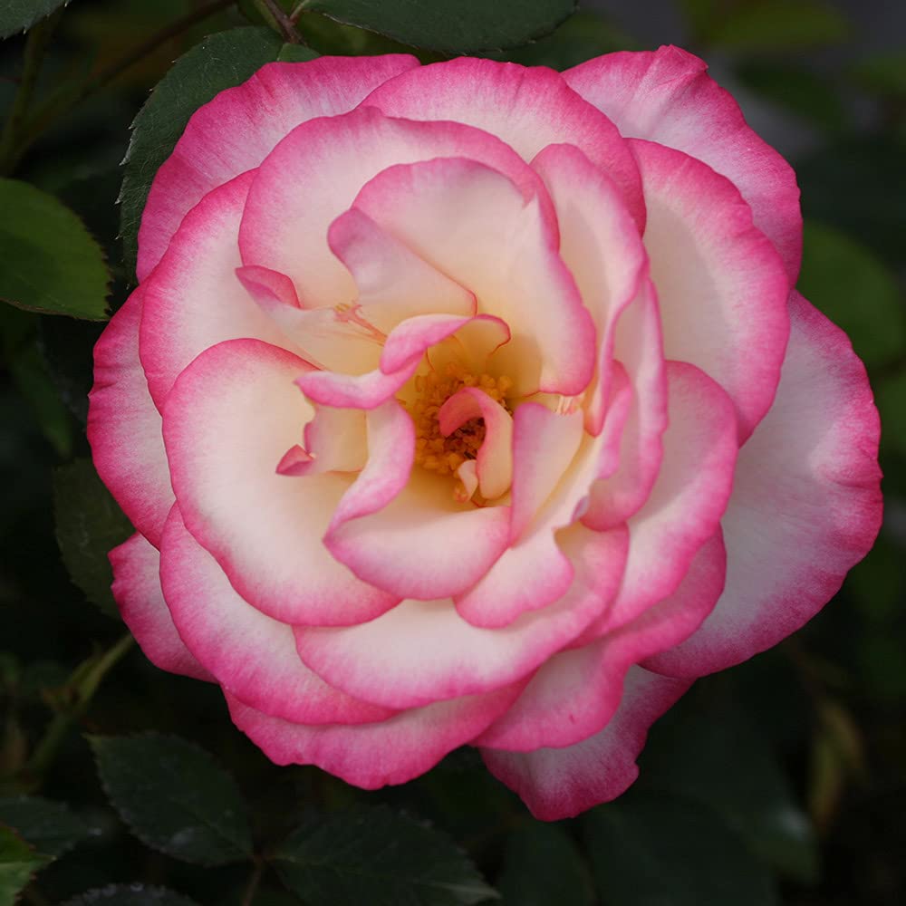 Heirloom Climbing Roses, Live Own Root Plant for Outdoor Garden, Handel, Very Fragrant, Hardiness Zones 5-10, Continual Blooming