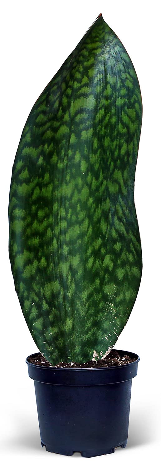 Live Sansevieria Masoniana, Mason’s Congo, Whale Fin, Shark’s Fin, Rare Houseplant, Housewarming Gift, Christmas Gift, Father's Day Gift, Live Home Decor Plant in 6" Pot