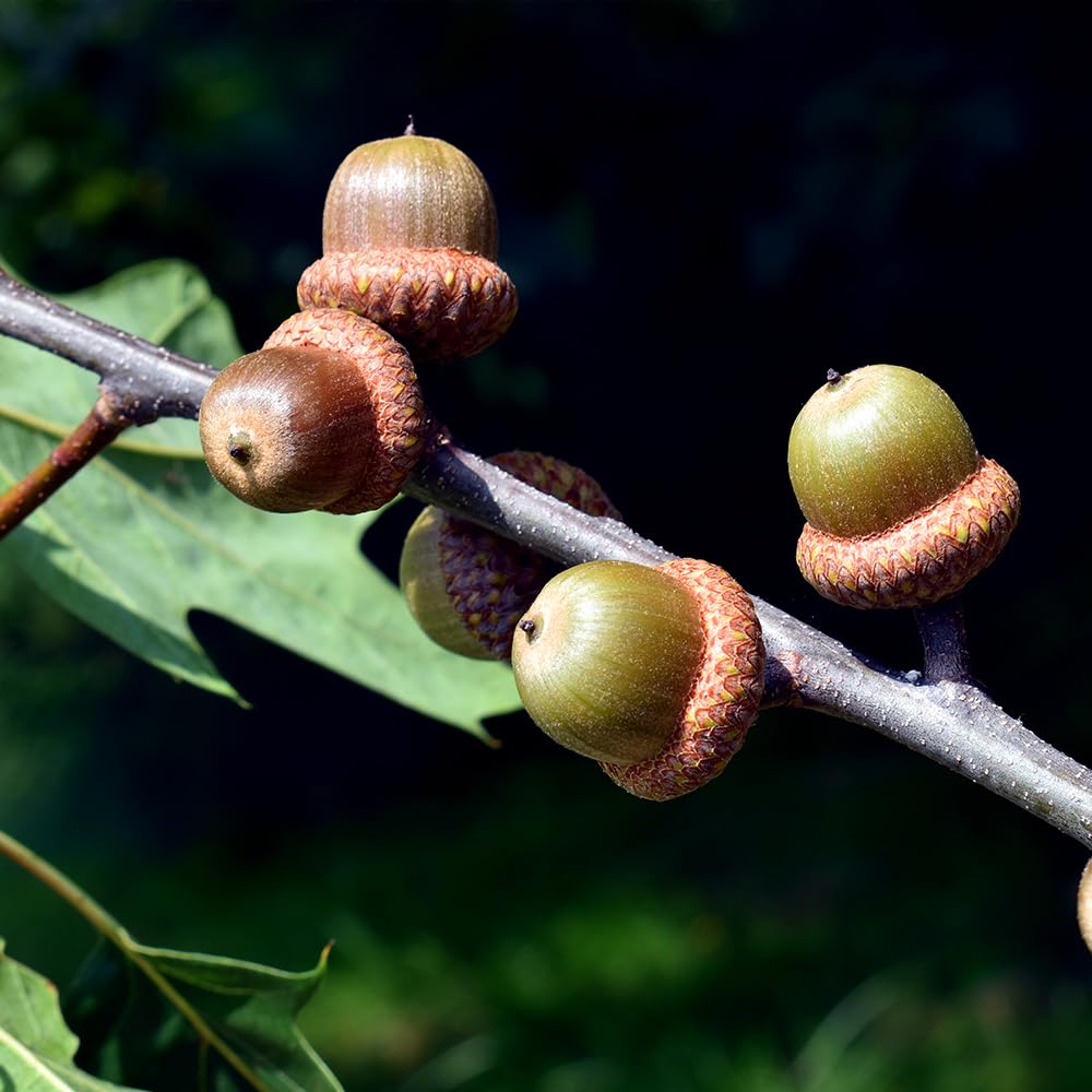 Northern Red Oak Tree, Vibrant Foliage, Deciduous, Tall, Acorn Producing, 5 gal, Nursery Pot (Due to Agricultural Laws, we Unable to Ship to CA, AZ, AK, or HI)